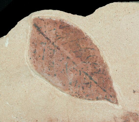 Red, Paleocene Fossil Leaf - Montana #57703